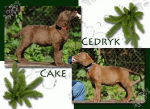 cedryk-a-cake.jpg